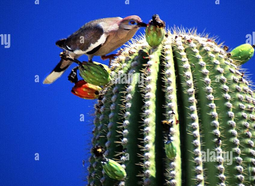 Uccello su cactus contro cielo blu.
