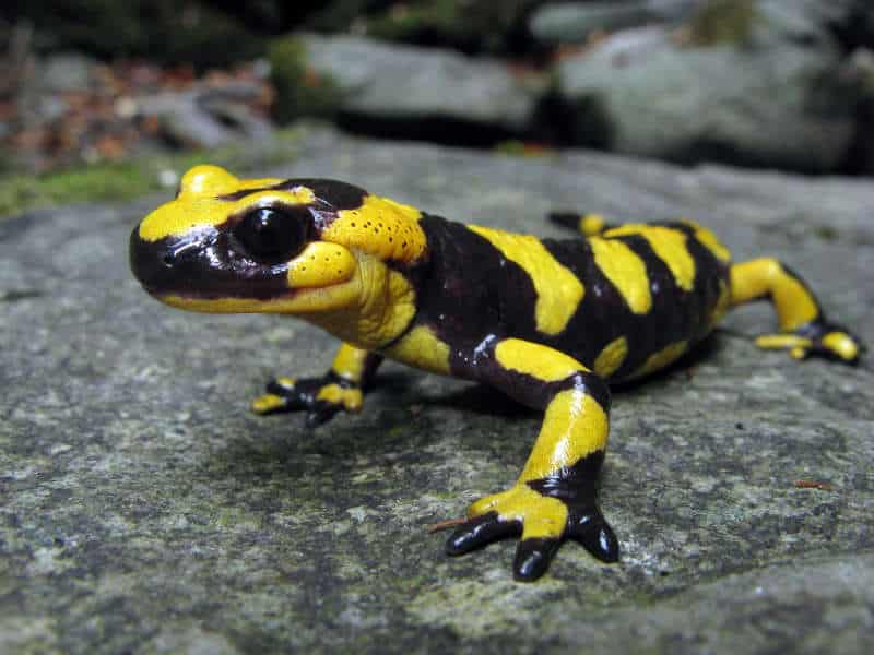 Salamandra giallo-nera su roccia umida.