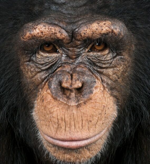 Primo piano viso scimpanzé.