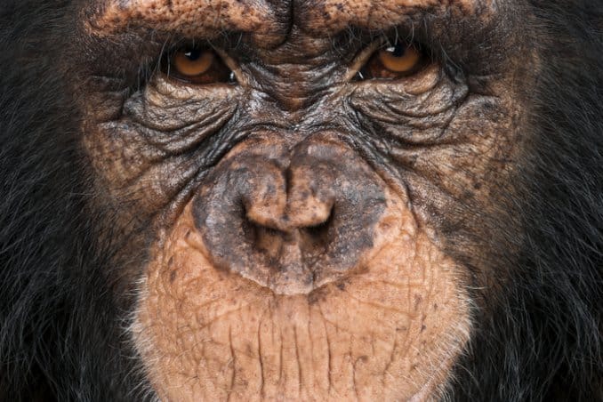 Primo piano viso scimpanzé con espressione intensa.