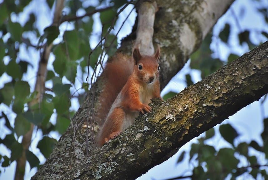 Scoiattolo rosso su ramo di albero.