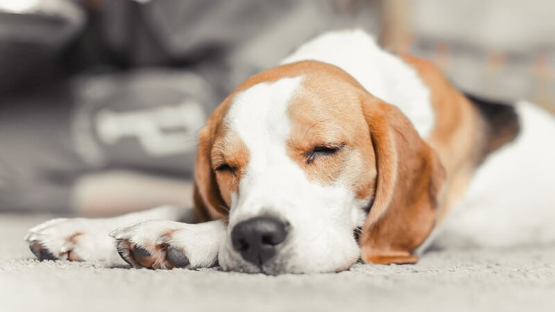 Beagle che dorme serenamente su tappeto morbido.