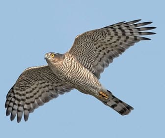 Falco in volo contro cielo azzurro.