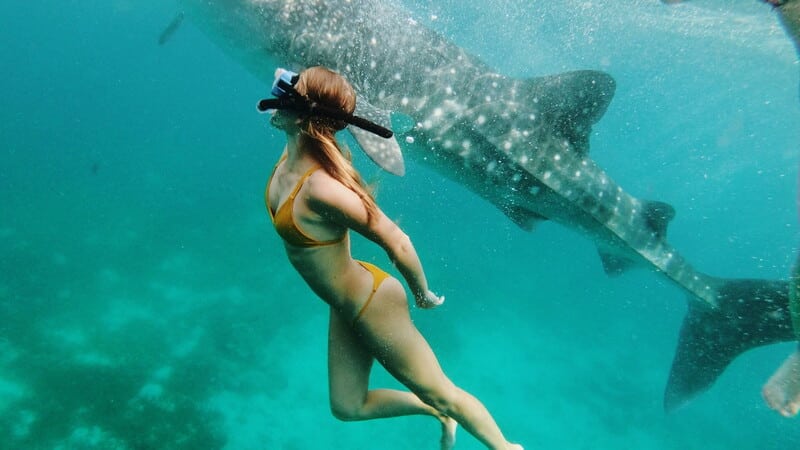 Subacquea con squalo balena nel blu oceanico.