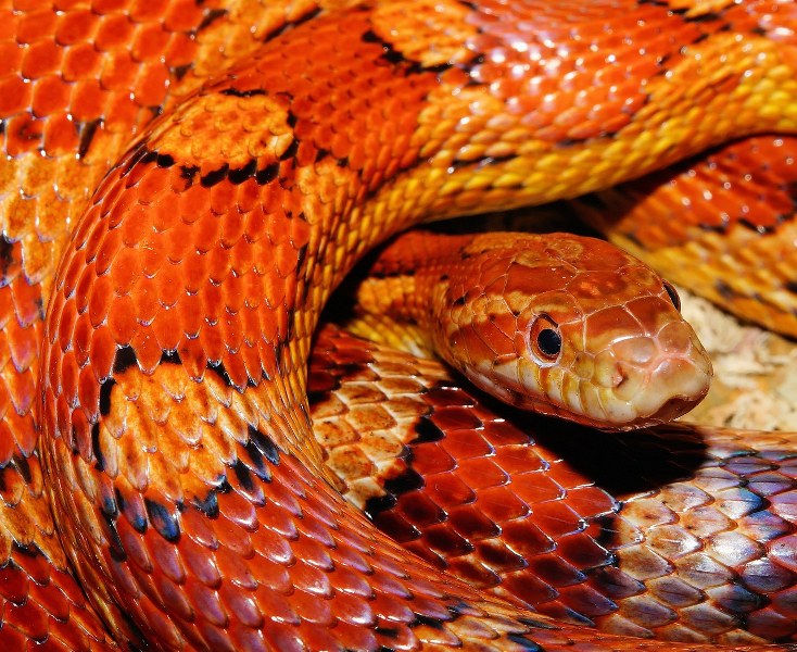 Serpente arancione in primo piano.
