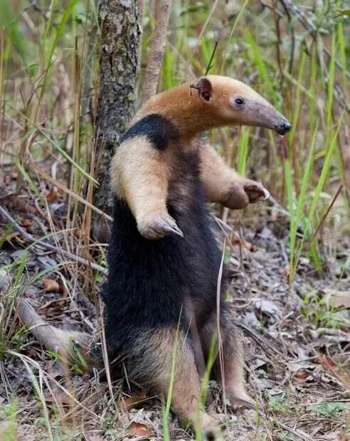 Formichiere gigante in piedi nel bosco.