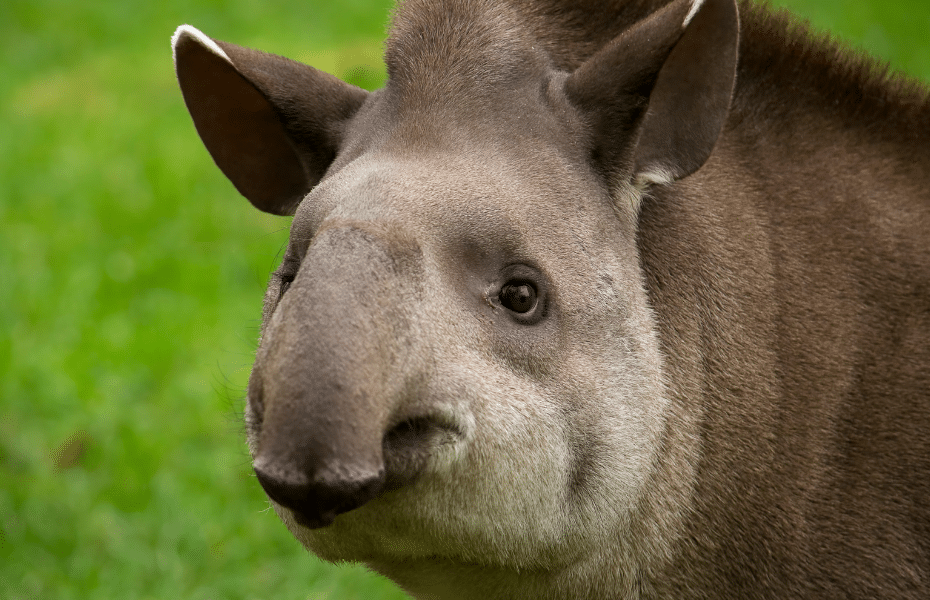 Primo piano di un tapir su sfondo verde.