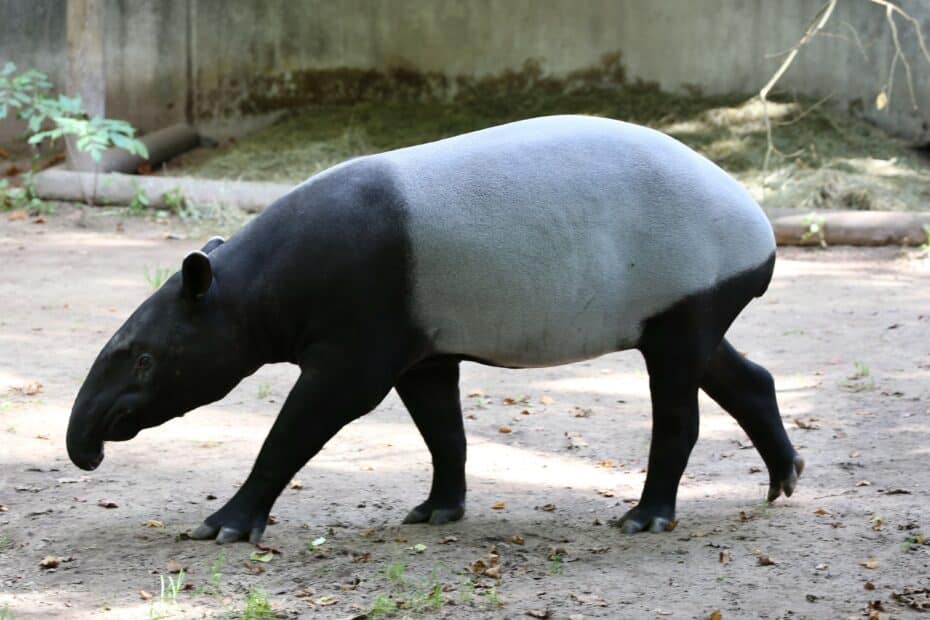 Tapir sudamericano cammina in habitat naturale.