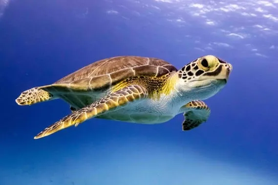 Tartaruga marina nel suo habitat naturale.
