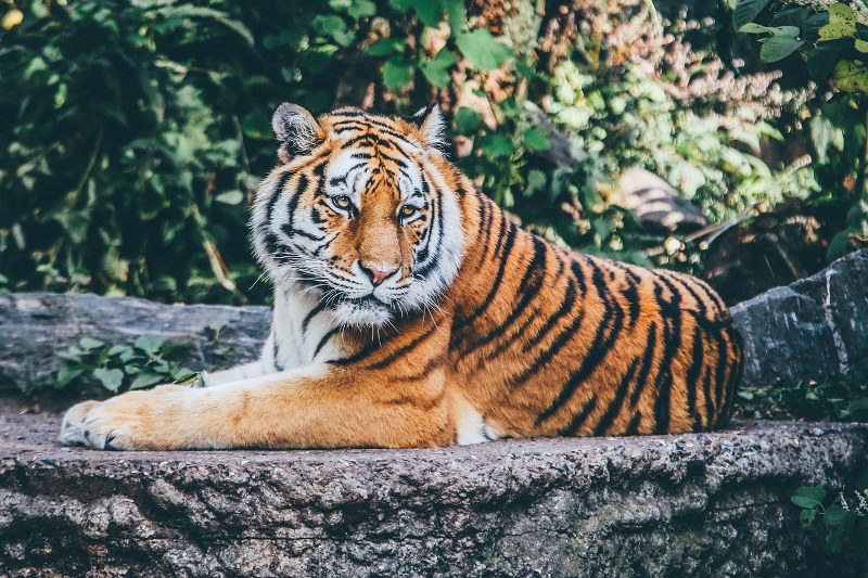 Tigre disteso su roccia in ambiente naturale.