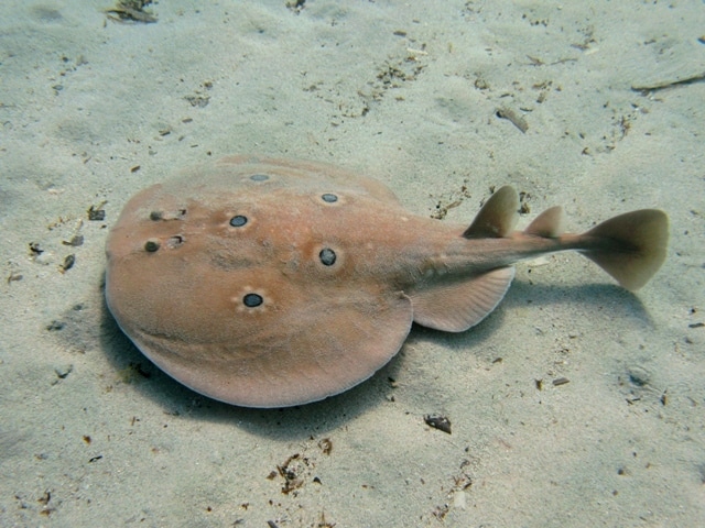 Pesce torpedine sul fondo sabbioso marino.