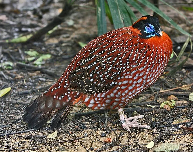 Fagiano colorato nel suo habitat naturale.