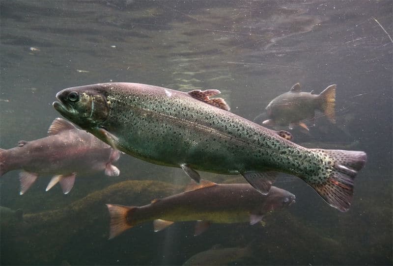 Trote in acqua dolce, immagine subacquea.