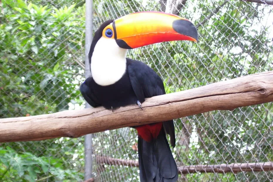 Tucano su ramo, becco colorato, rete metallica.