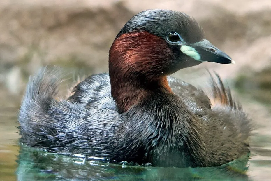 Svasso in acqua con piumaggio marrone e grigio.