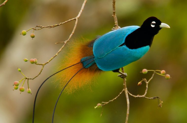 Uccello del paradiso su ramo con sfondo verde.