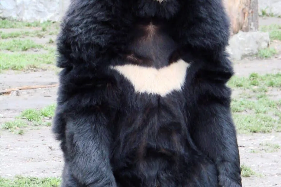 Orso asiatico in piedi.