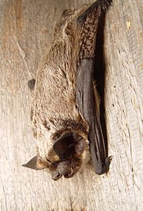 Pipistrello appeso su superficie di legno.
