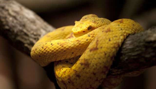 Serpente giallo arrotolato su un ramo.