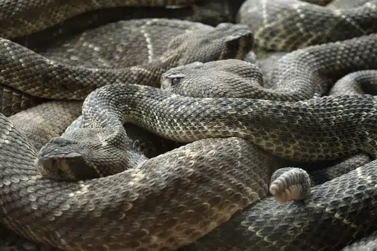 Gruppo di serpenti a sonagli intrecciati.