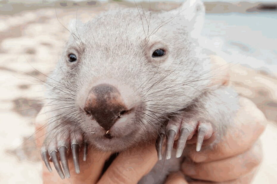 Wombat tenero in mano umana.