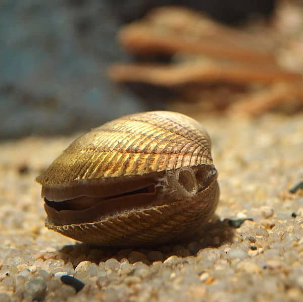 Conchiglia aperta su sabbia.