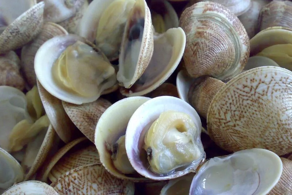 Vongole fresche aperte pronte per la cucina.