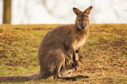 Canguro con cucciolo in natura.