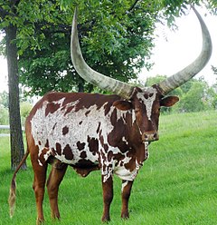 Mucca con lunghe corna in un campo verde.