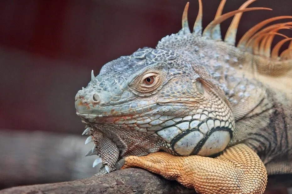 Iguana in posa rilassata su un ramo.