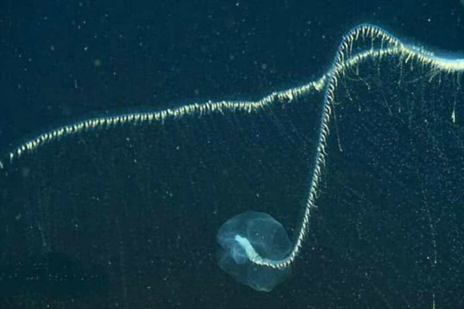 Medusa con lunghe tentacoli nel mare.