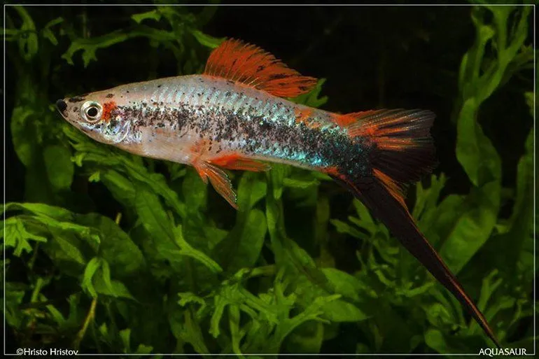 Pesciolino tropicale colorato in acquario con piante verdi.