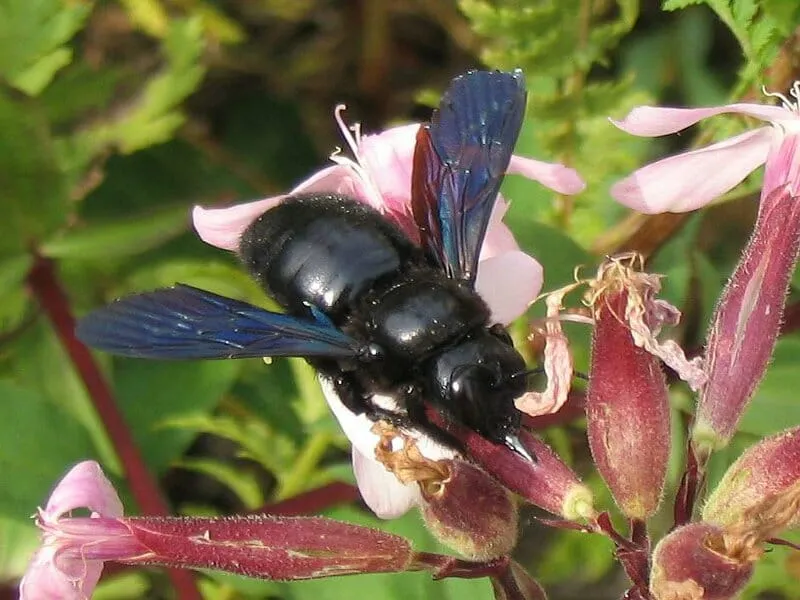 Ape blu nera su fiori rosa.