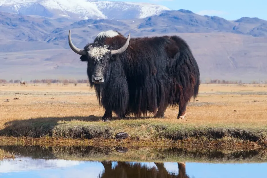 Yak vicino a specchio d'acqua con montagne innevate.