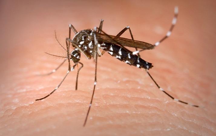 Zanzara su pelle umana, primo piano.