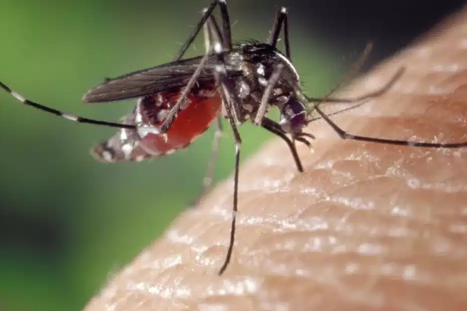 Primo piano di zanzara su pelle umana.