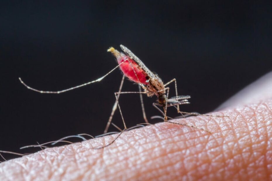 Zanzara che si nutre sulla pelle umana.