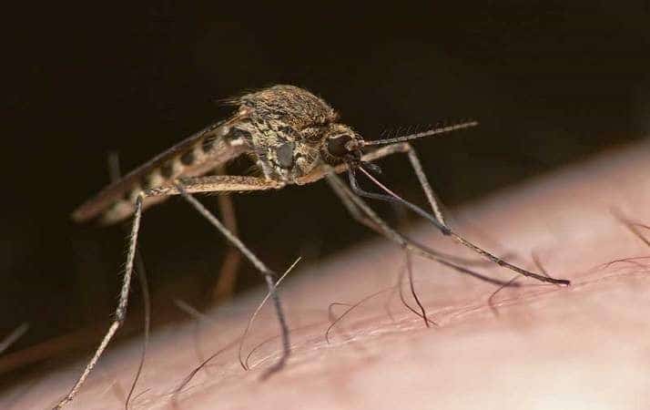 Zanzara che si posa sulla pelle umana.