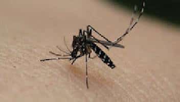 Zanzara posata su pelle umana.