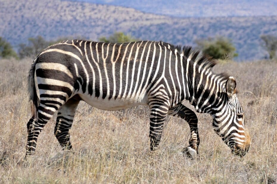 Zebra che pascola in savana arida.