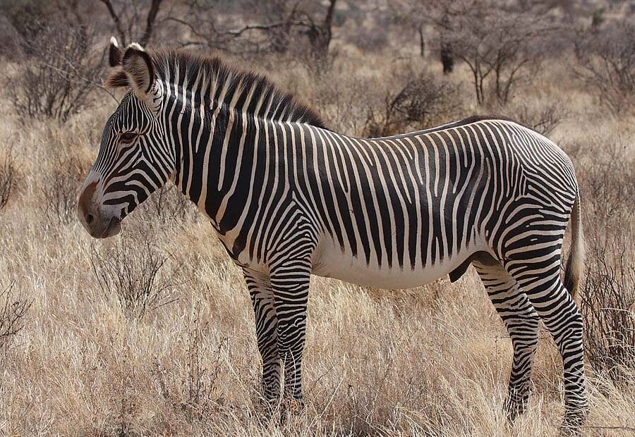 Zebra in savana africana.