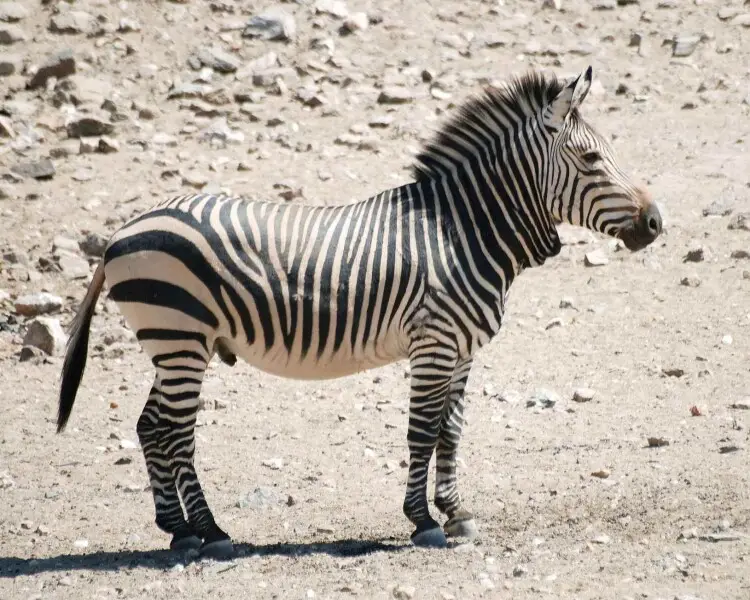 Zebra solitaria in ambiente desertico.