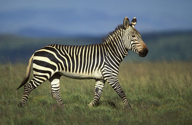Zebra nella savana al tramonto.