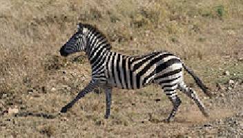 Zebra al passo nella savana.