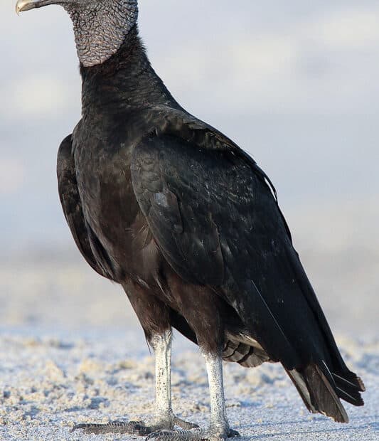 Avvoltoio nero su spiaggia sabbiosa.