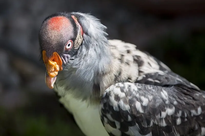 Uccello dal piumaggio grigio e becco arancione.