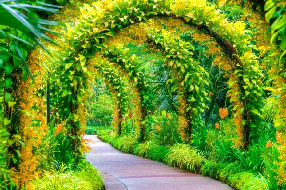 Percorso immerso in arco vegetale tropicale.