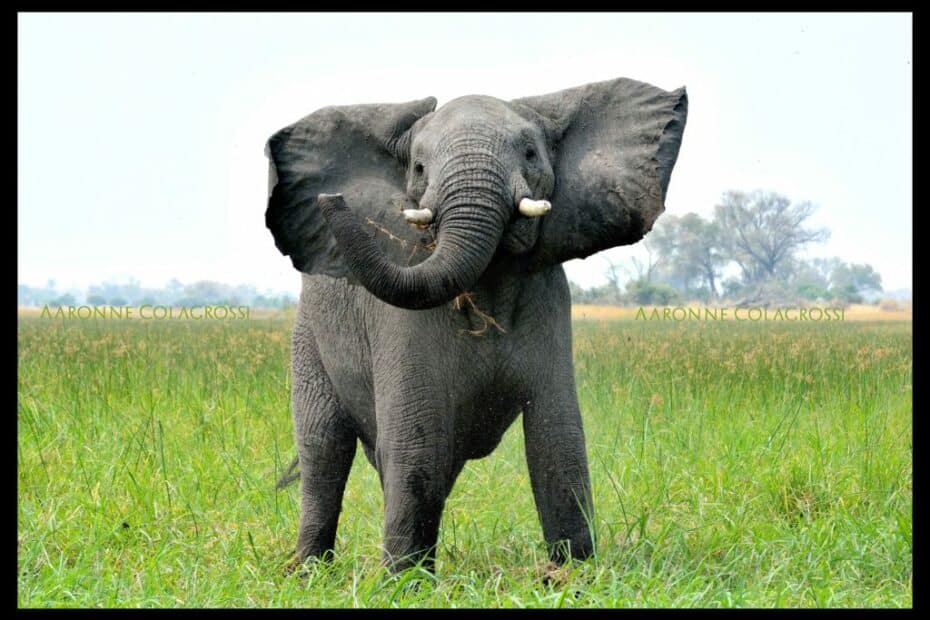 Elefante africano in posa nella savana.