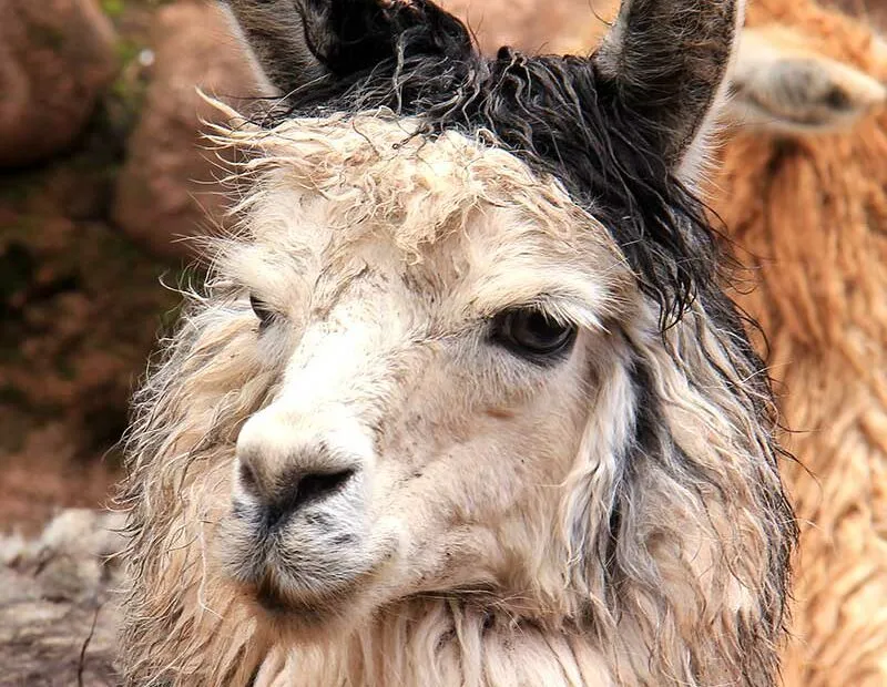 Lama bagnato in primo piano.