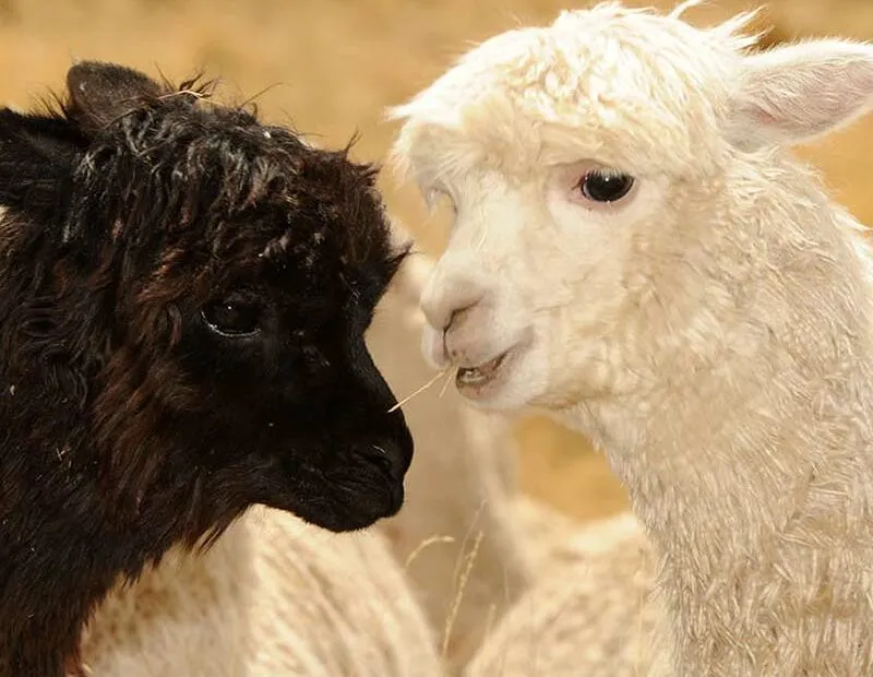 Alpaca nera e bianca vicine.